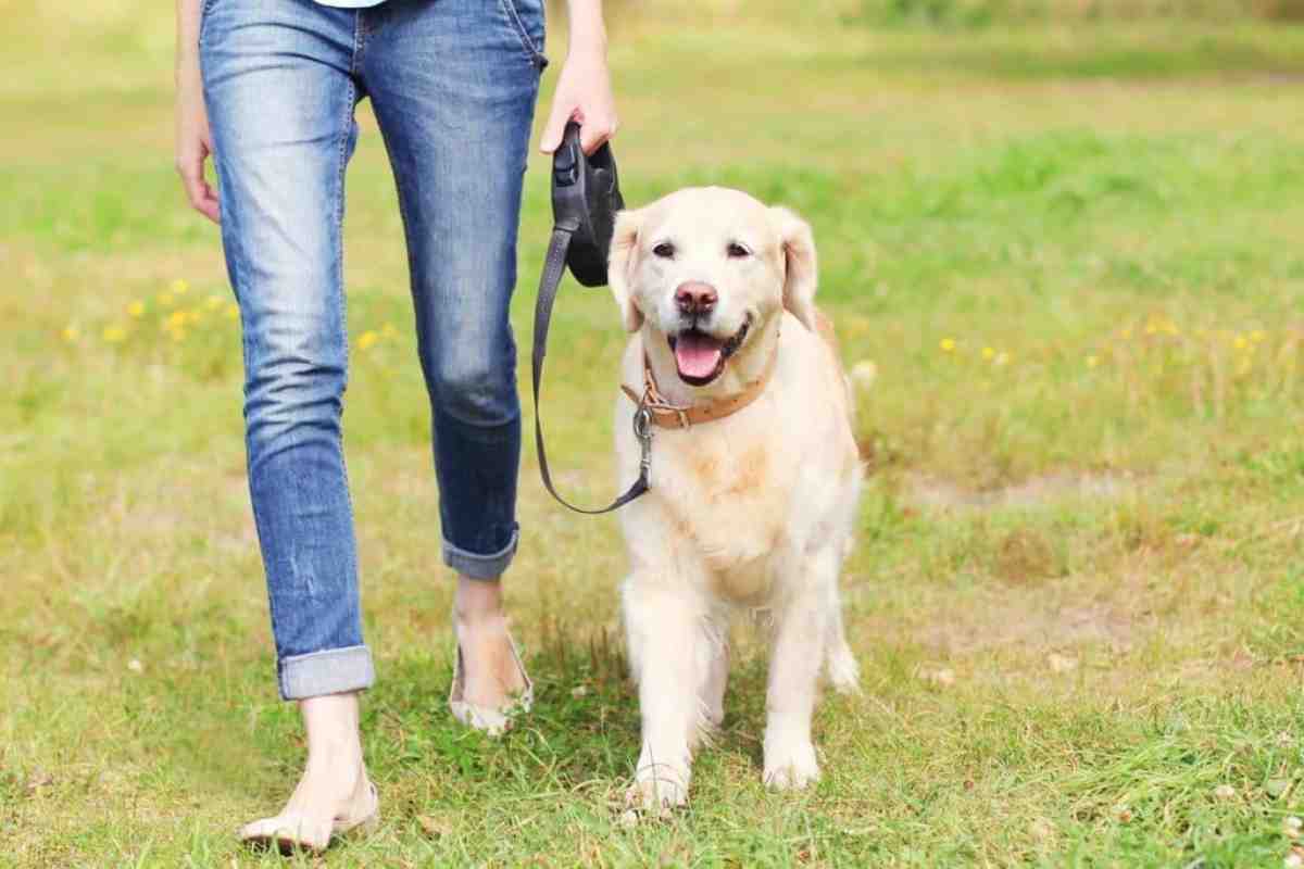 Как меняются привычки с появлением собаки